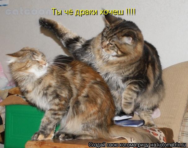 Котоматрица: Ты чё драки хочеш !!!!