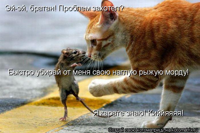 Котоматрица: Эй-эй, братан! Проблем захотел? Быстро убирай от меня свою наглую рыжую морду! Я карате знаю! Киййяяяя!