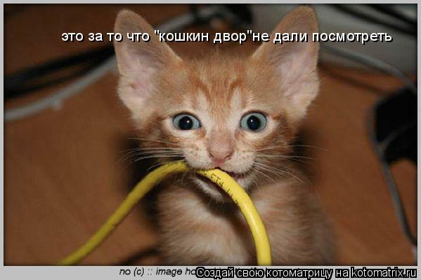 Котоматрица: это за то что "кошкин двор"не дали посмотреть