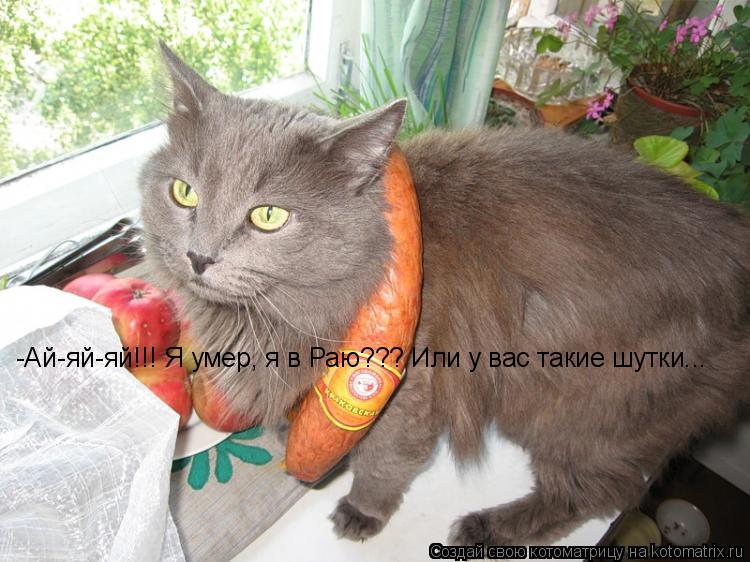 Котоматрица: -Ай-яй-яй!!! Я умер, я в Раю??? Или у вас такие шутки...