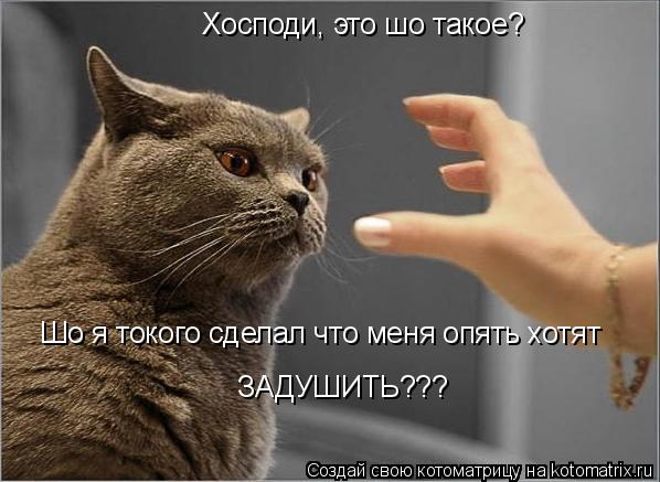 Хосподи, это шо такое? Шо я токого сделал что меня опять хотят задушить??? Шо я токого сделал что мен... Котоматрица: Хосподи, это шо такое? Шо я токого сделал что меня опять хотят задушить??? Шо я токого сделал что меня опять хотят ЗАДУШИТЬ???