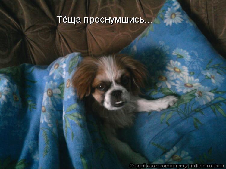 Котоматрица: Тёща проснумшись...
