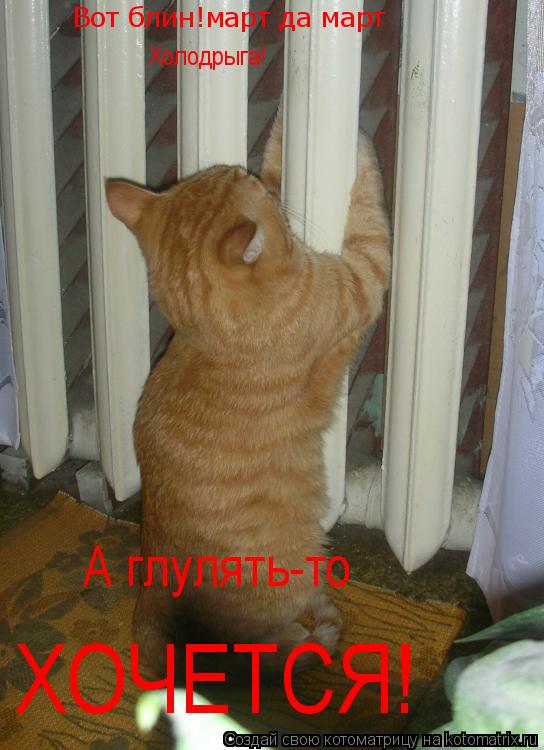 Котоматрица: Вот блин!март да март Холодрыга! А глулять-то А глулять-то ХОЧЕТСЯ!