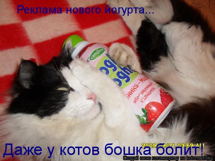 Котоматрица: Реклама нового йогурта... Даже у котов бошка болит!