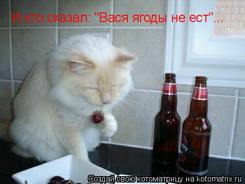 Котоматрица: И кто сказал: "Вася ягоды не ест"...