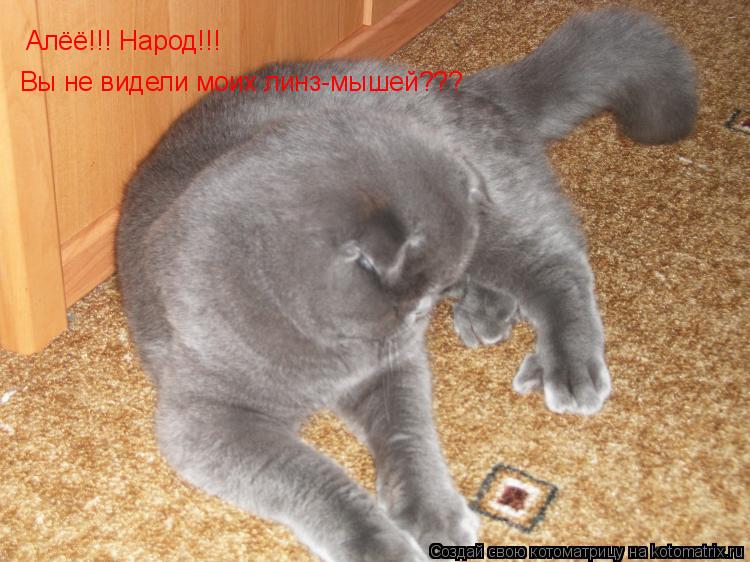 Алёё!!! Народ!!! Вы не видели моих линз-мышей???... Котоматрица: Алёё!!! Народ!!! Вы не видели моих линз-мышей???