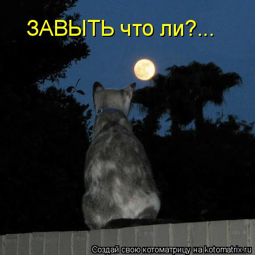 Котоматрица: ЗАВЫТЬ что ли?...