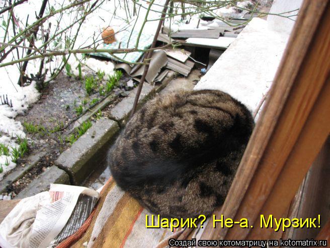 Котоматрица: Шарик? Не-а. Мурзик!