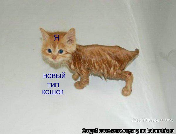 Котоматрица: Я новый тип кошек