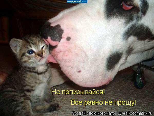 Котоматрица: Не полизывайся! Все равно не прощу!