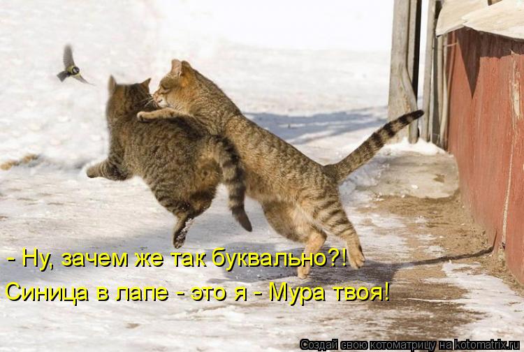Котоматрица: - Ну, зачем же так буквально?! Синица в лапе - это я - Мура твоя!