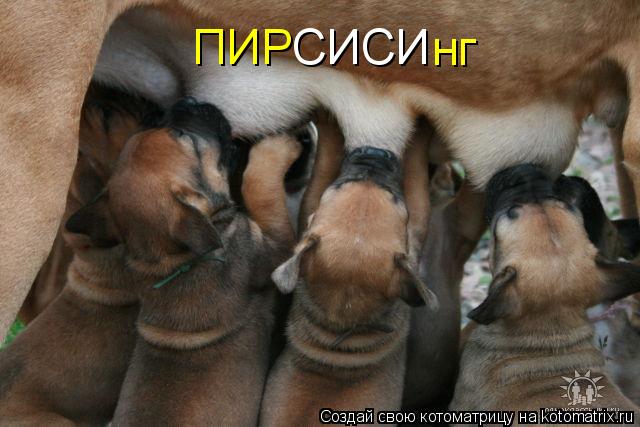 Котоматрица: ПИР СИСИ нг