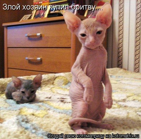 Котоматрица: Злой хозяин купил бритву....