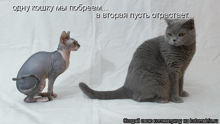 одну кошку мы побреем... а вторая пусть отрастает...... Котоматрица: одну кошку мы побреем... а вторая пусть отрастает...