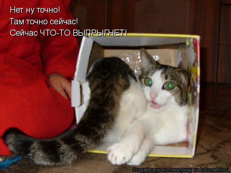 Котоматрица: Нет ну точно! Там точно сейчас! Сейчас ЧТО-ТО ВЫПРЫГНЕТ!