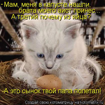 Котоматрица: Мам, меня в капусте нашли, брата моего аист принес... А третий почему из яйца? -А это сынок твой папа полетал! -