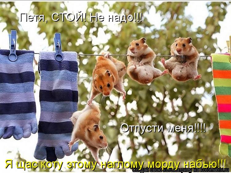 Котоматрица: Петя, СТОЙ! Не надо!!! Я щас коту этому наглому морду набью!!! Отпусти меня!!!!