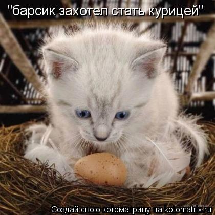 Котоматрица: "барсик захотел стать курицей"
