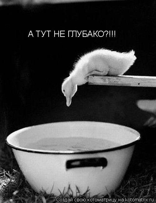 Котоматрица: А ТУТ НЕ ГЛУБАКО?!!!