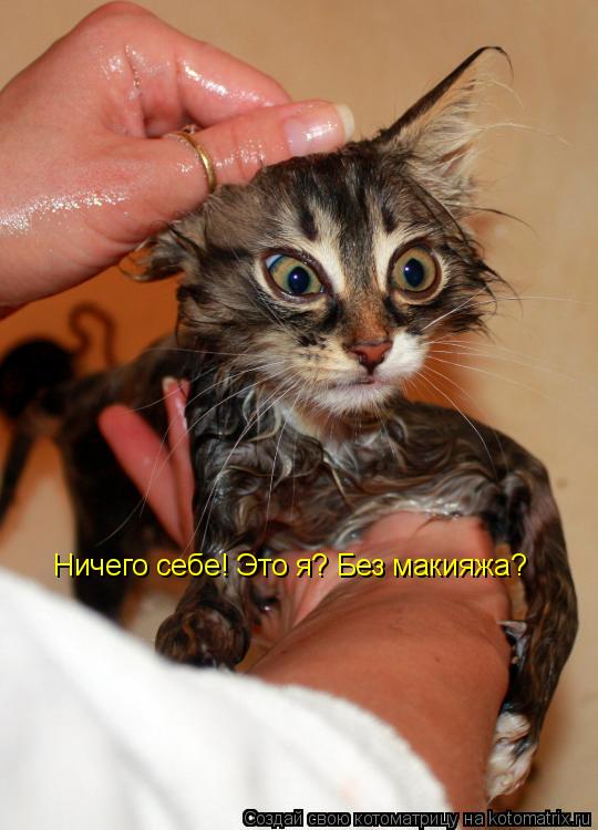Котоматрица: Ничего себе! Это я? Без макияжа?