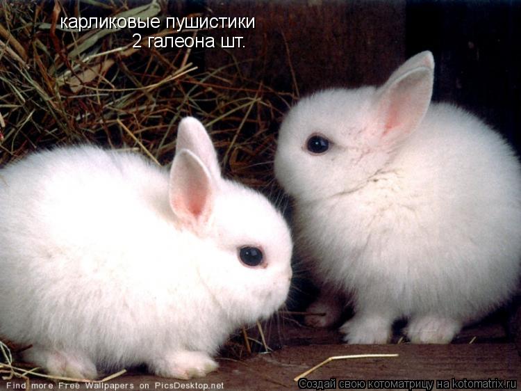 Котоматрица: карликовые пушистики 2 галеона шт.