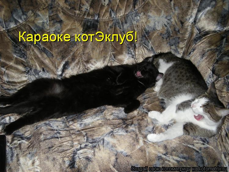 Котоматрица: Караоке котЭклуб!