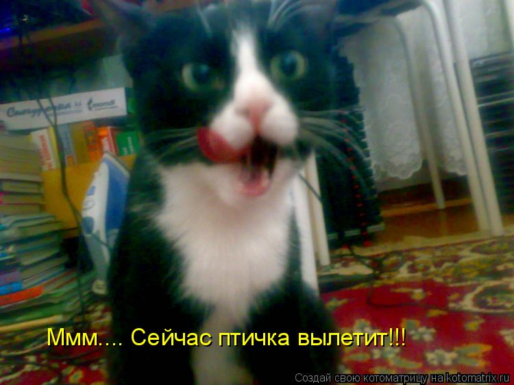 Котоматрица: Ммм.... Сейчас птичка вылетит!!!