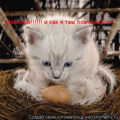Котоматрица: Мамочки!!!!!! и как я там поместился?
