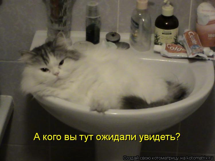 Котоматрица: А кого вы тут ожидали увидеть?