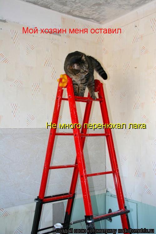 Мой хозяин меня оставил Не много перенюхал лака... Котоматрица: Мой хозяин меня оставил Не много перенюхал лака