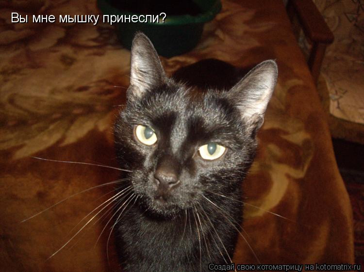 Котоматрица: Вы мне мышку принесли?