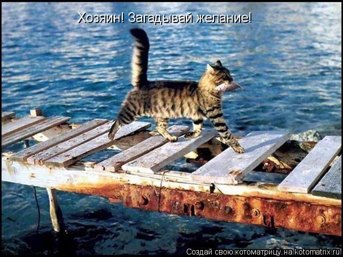 Котоматрица: Хозяин! Загадывай желание!