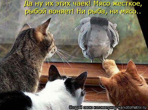 Да ну их этих чаек! Мясо жесткое, рыбой воняет! Ни рыба, ни мясо..... Котоматрица: Да ну их этих чаек! Мясо жесткое, рыбой воняет! Ни рыба, ни мясо..