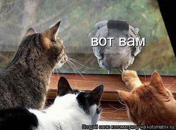 вот вам... Котоматрица: вот вам