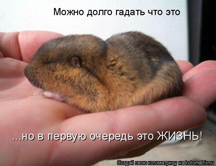 Котоматрица: Можно долго гадать что это ...но в первую очередь это ЖИЗНЬ!