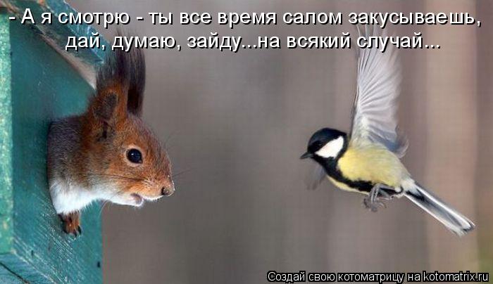 - А я смотрю - ты все время салом закусываешь, дай, думаю, зайду...на всякий случай...... Котоматрица: - А я смотрю - ты все время салом закусываешь, дай, думаю, зайду...на всякий случай...