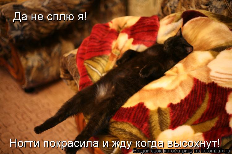Котоматрица: Да не сплю я!  Ногти покрасила и жду когда высохнут!