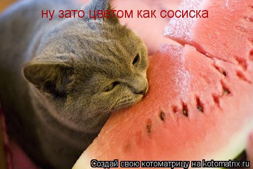 Котоматрица: ну зато цветом как сосиска