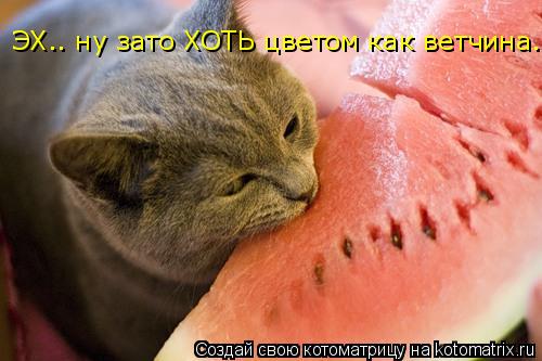 Котоматрица: ЭХ.. ну зато ХОТЬ цветом как ветчина....