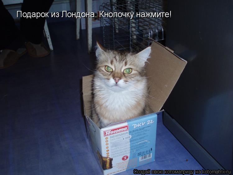Котоматрица: Подарок из Лондона. Кнопочку нажмите!