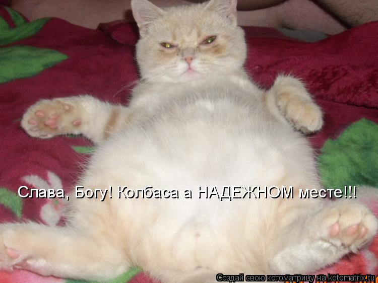 Котоматрица: Слава, Богу! Колбаса а НАДЕЖНОМ месте!!!