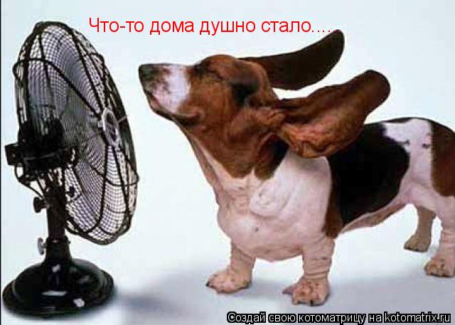 Котоматрица: Что-то дома душно стало......