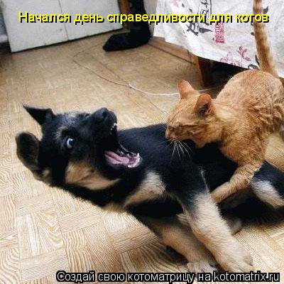 Котоматрица: Начался день справедливости для котов