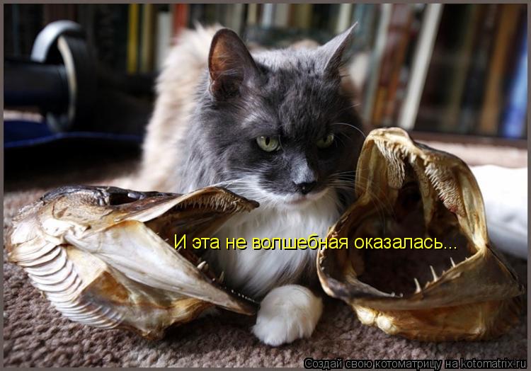 Котоматрица: И эта не волшебная оказалась...