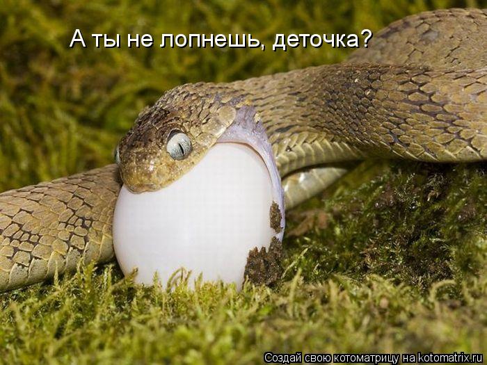 А ты не лопнешь, деточка?... Котоматрица: А ты не лопнешь, деточка?