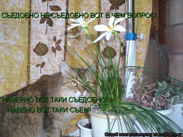 Котоматрица: НАВЕНО ВСЕ ТАКИ СЪЕМ! СЪЕДОБНО НЕ СЪЕДОБНО ВОТ В ЧЕМ ВОПРОС! НАВЕРНО ВСЕ ТАКИ СЪЕДОБНО