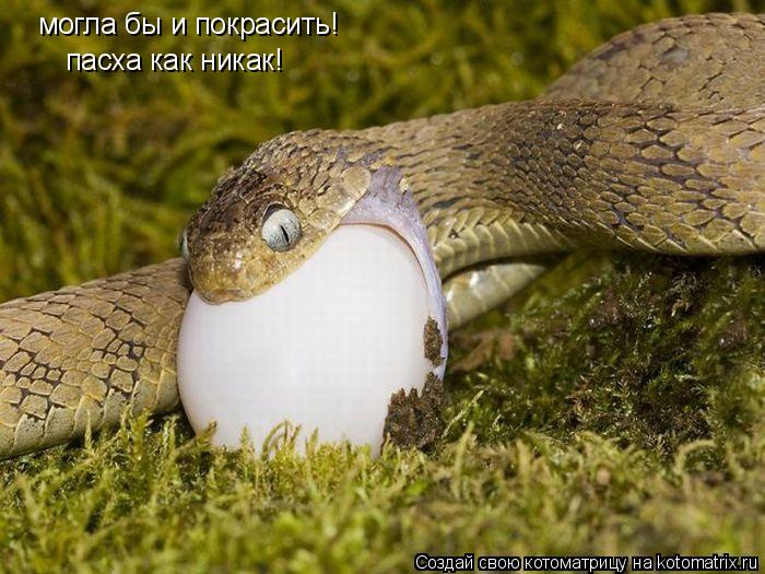 Котоматрица: могла бы и покрасить! пасха как никак!