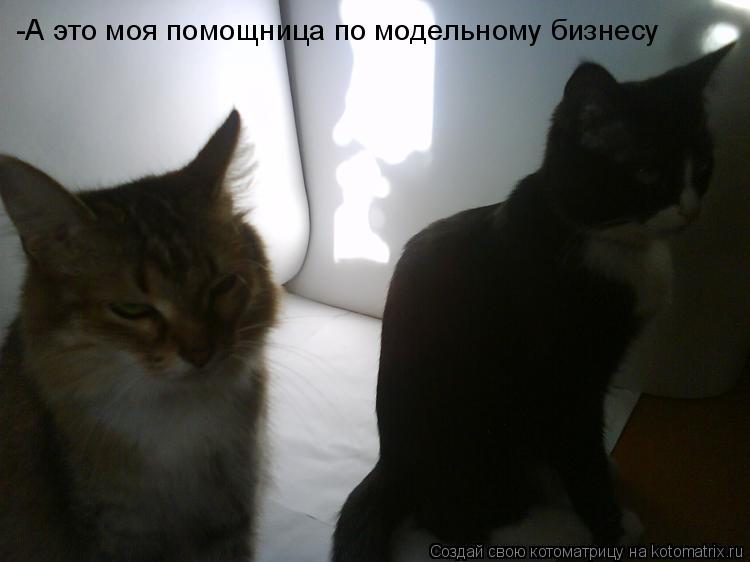 Котоматрица: -А это моя помощница по модельному бизнесу