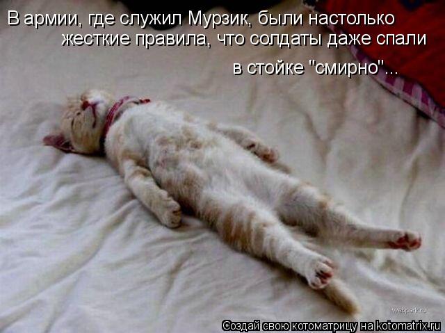Котоматрица: В армии, где служил Мурзик, были настолько жесткие правила, что солдаты даже спали в стойке "смирно"...