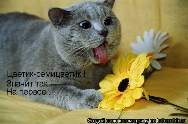 Котоматрица: Цветик-семицветик!! Значит так ! На первое ...